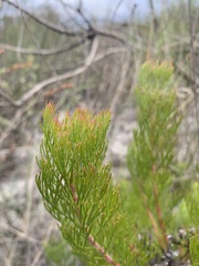 Serruria decipiens