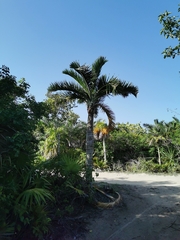 Pseudophoenix sargentii