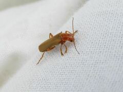Cantharis cryptica