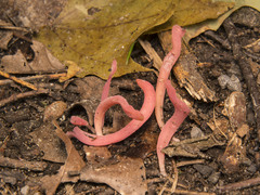 Clavaria rosea