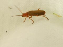 Cantharis cryptica