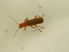 Cantharis cryptica