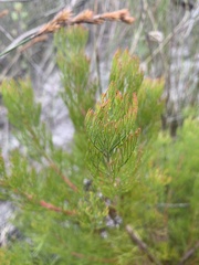 Serruria decipiens