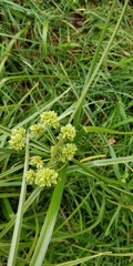 Cyperus eragrostis image