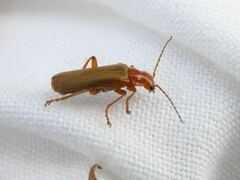 Cantharis cryptica