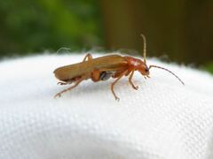 Cantharis cryptica