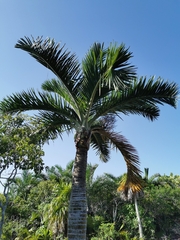 Pseudophoenix sargentii