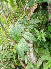 Ficus sagittata