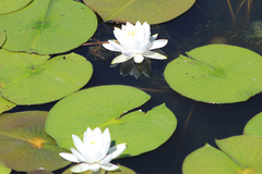 Nymphaea odorata