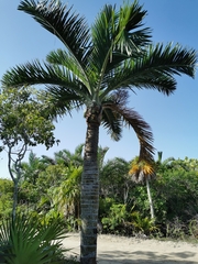 Pseudophoenix sargentii