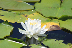 Nymphaea odorata