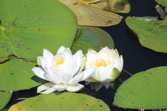 Nymphaea odorata