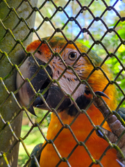 Ara ararauna × macao