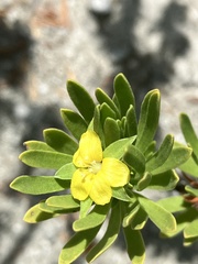 Suriana maritima