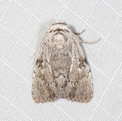 Barasa cymatistis