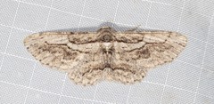 Pachyplocia griseata