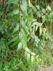 Urticaceae