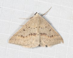 Nearcha tristificata