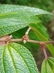 Urticaceae