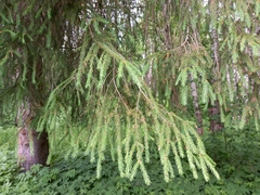 Picea abies