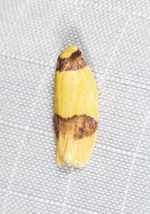 Heterallactis euchrysa