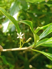 Pittosporum moluccanum