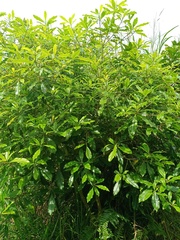 Pittosporum moluccanum