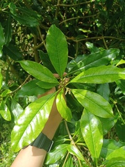 Pittosporum moluccanum