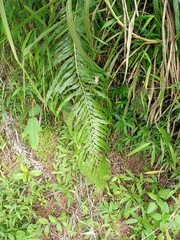 Blechnum orientale