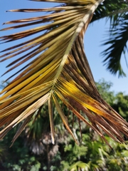 Pseudophoenix sargentii