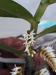 Campylocentrum micranthum