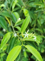 Vallesia antillana