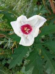 Distimake dissectus dissectus