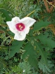 Distimake dissectus dissectus