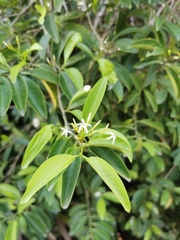 Vallesia antillana