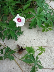 Distimake dissectus dissectus