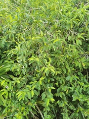 Vallesia antillana