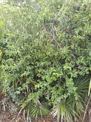 Vallesia antillana
