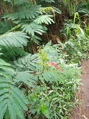 Calliandra houstoniana calothyrsus