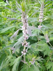 Leonurus quinquelobatus