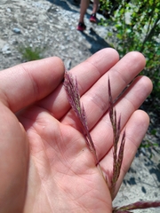 Calamagrostis pseudophragmites
