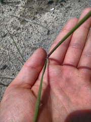 Calamagrostis pseudophragmites