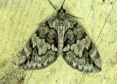 Hydriomena divisaria