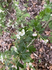Crataegus
