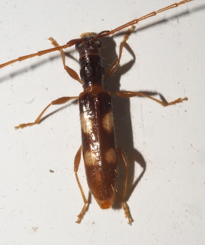 Four-spotted Hickory Borer photo 2