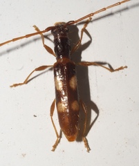 Heterachthes quadrimaculatus