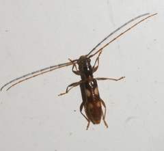 Heterachthes quadrimaculatus