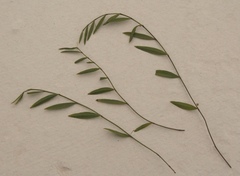 Psoralea laxa