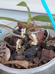 Campylocentrum micranthum