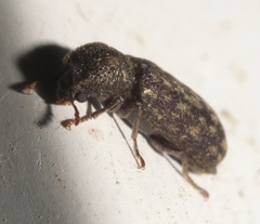 Lichenophanes truncaticollis